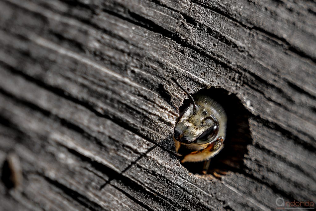 Biene in der Baumscheibe