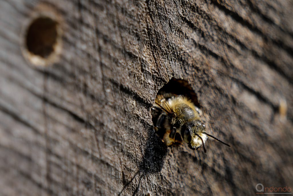 Biene in der Baumscheibe