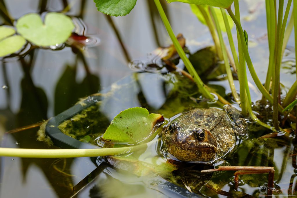 Teichfrosch