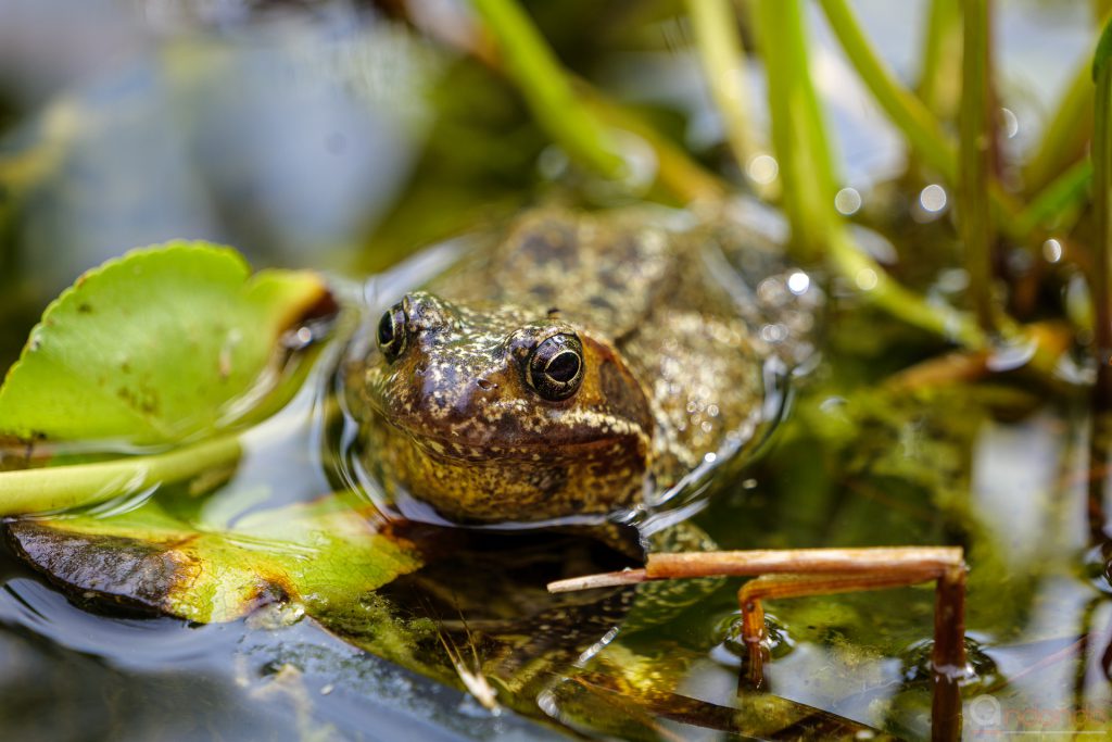 Teichfrosch