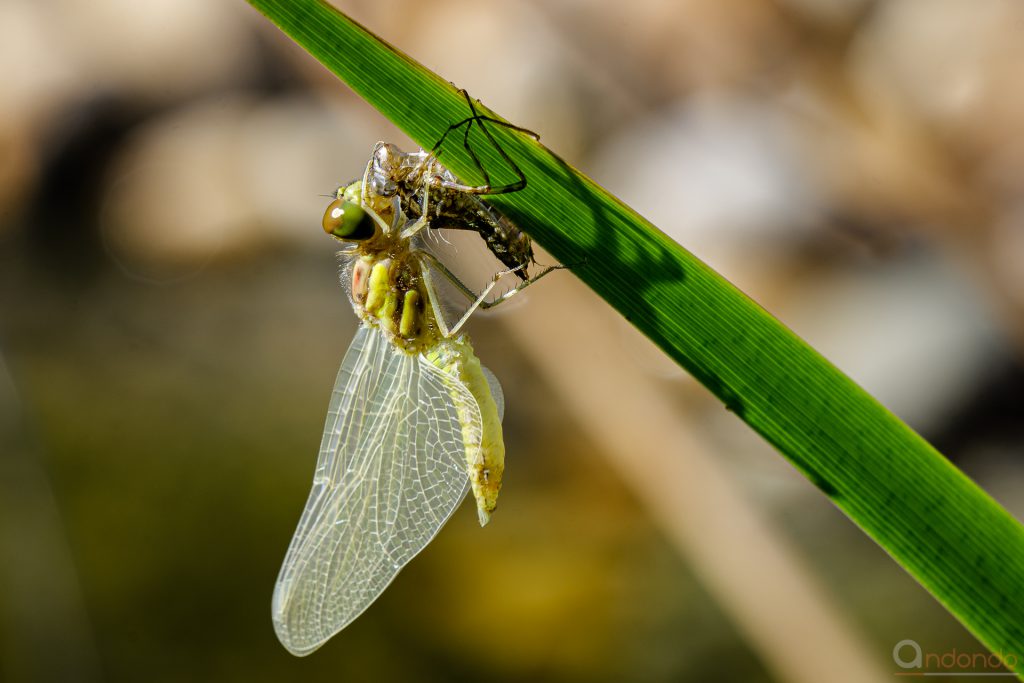 Heidelibelle mit Exuvie