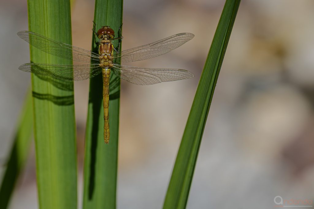 Junges Imago der Heidelibelle