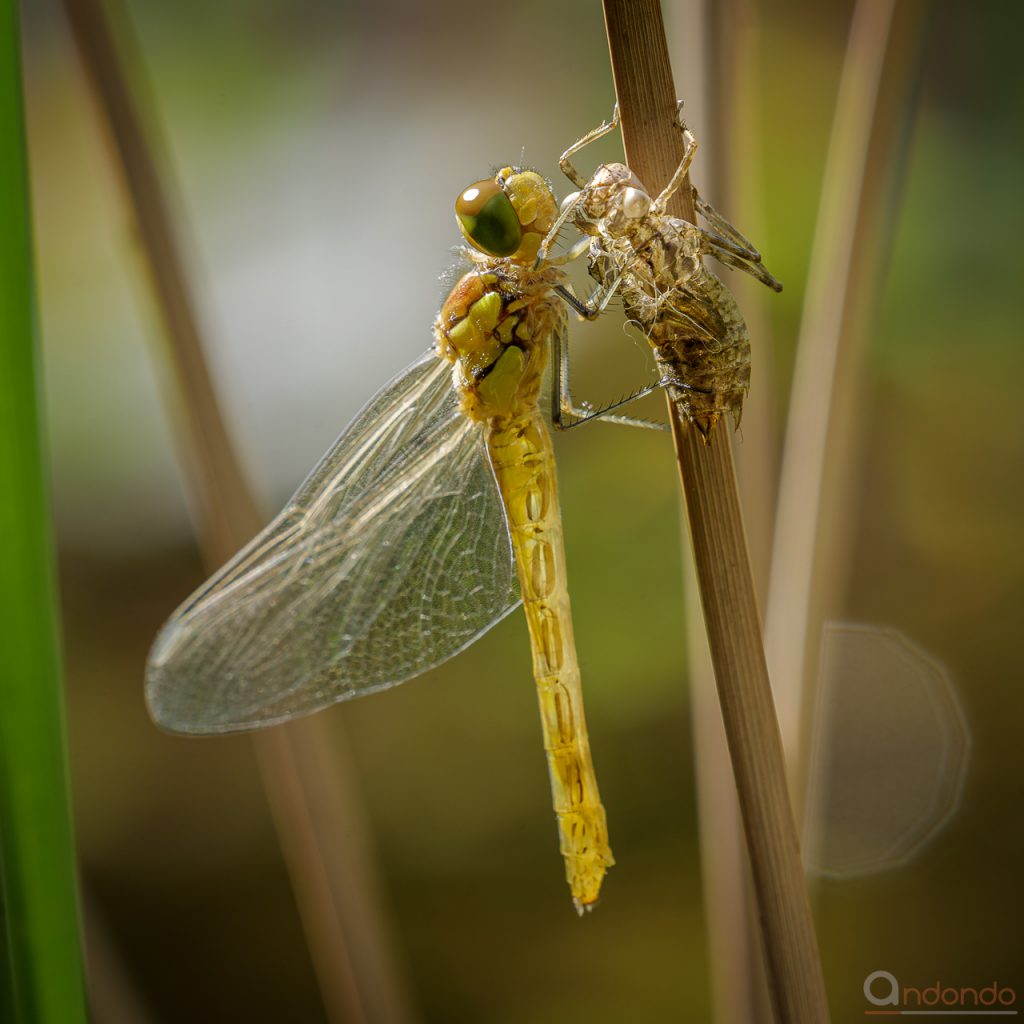 Heidelibelle mit Exuvie