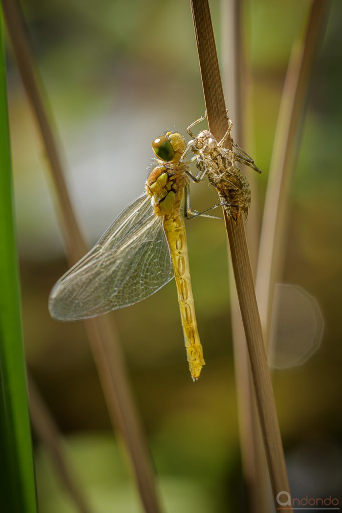 Heidelibelle mit Exuvie