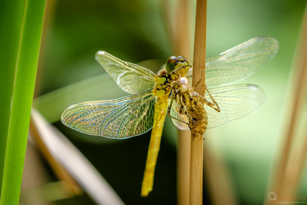 Heidelibelle mit Exuvie