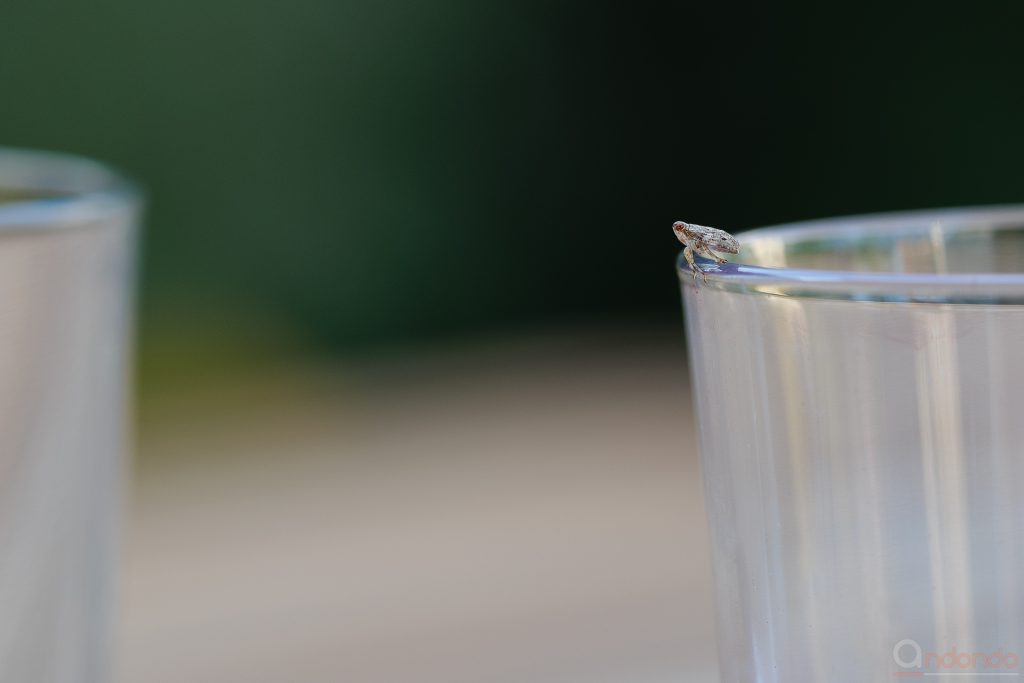 Zikade auf dem Trinkglas