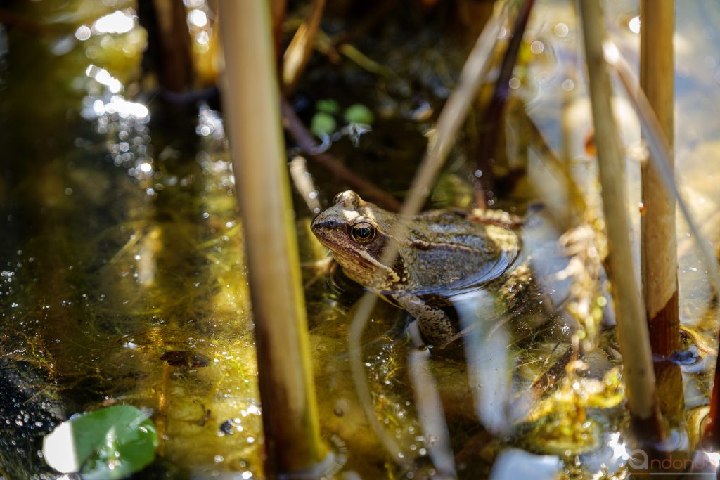 Grasfrosch im Teich