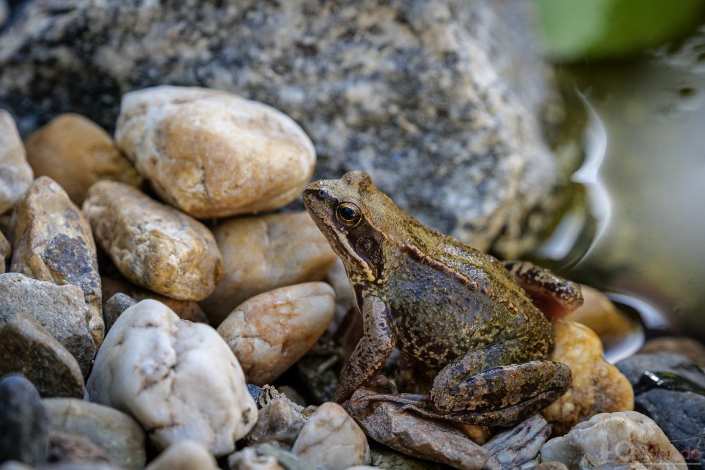 Grasfrosch