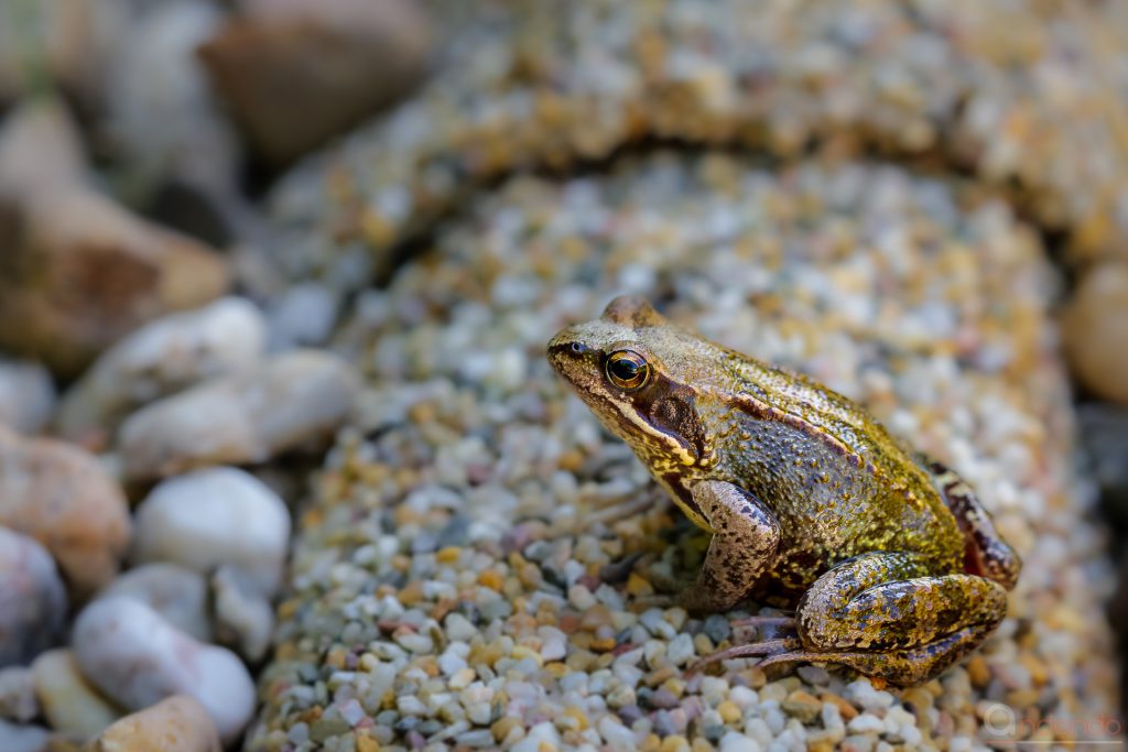 Grasfrosch