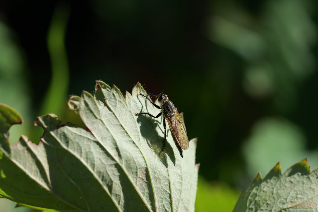 Raubflige auf Brombeere