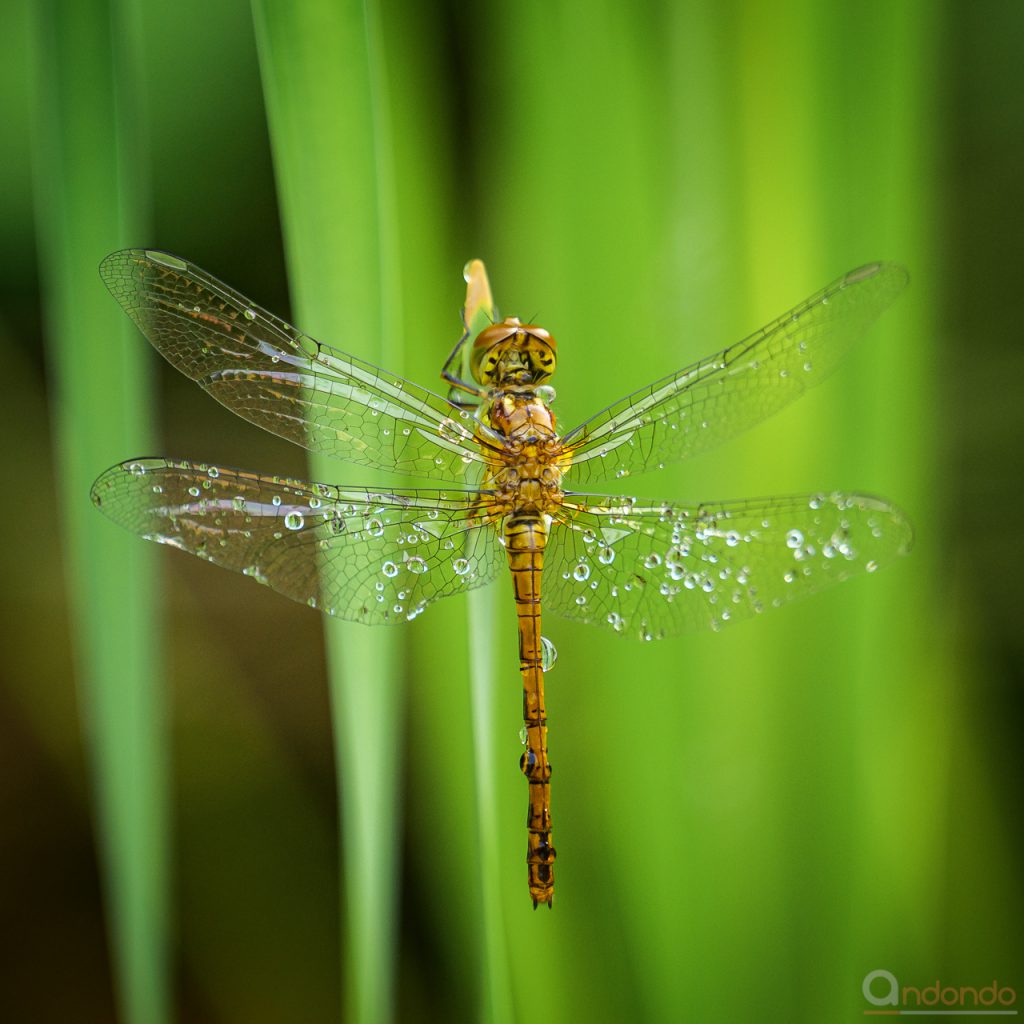 Heidelibelle mit Tautropfen