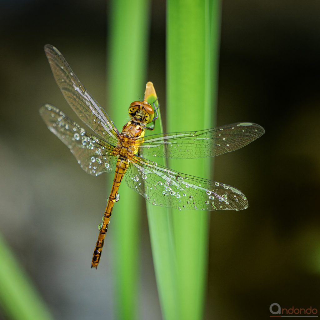 Heidelibelle mit Tautropfen