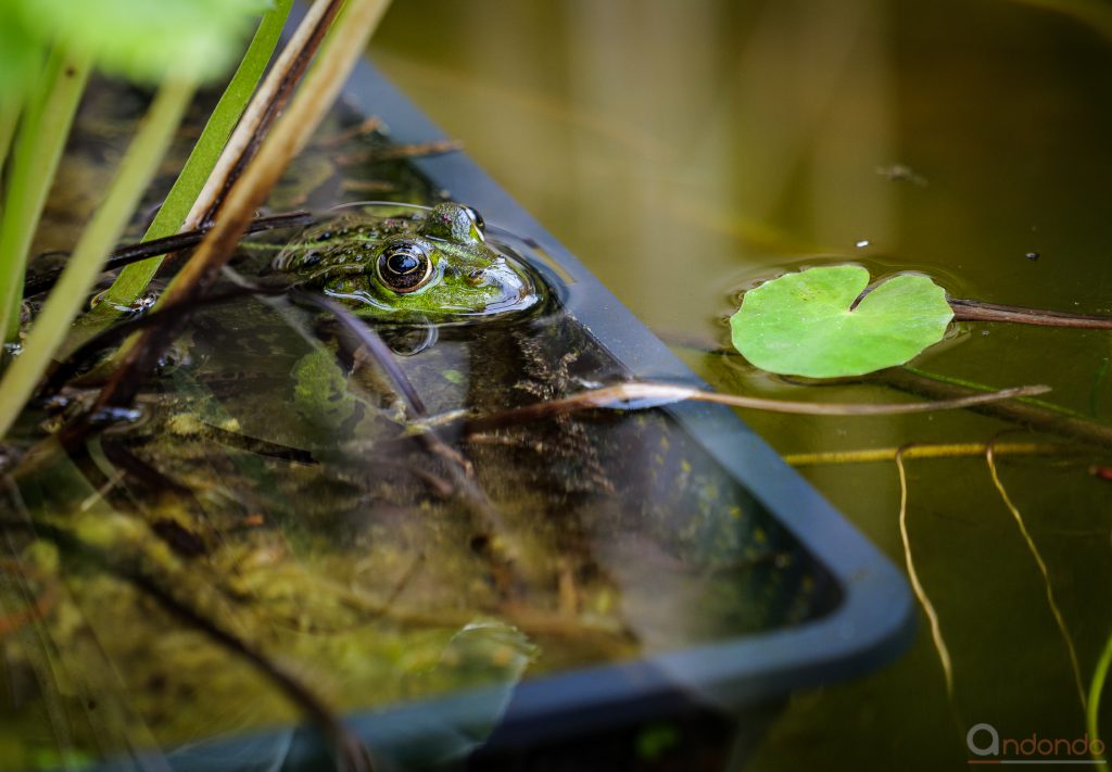 Teichfrosch