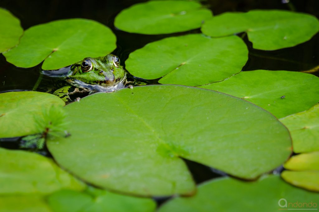 Teichfrosch