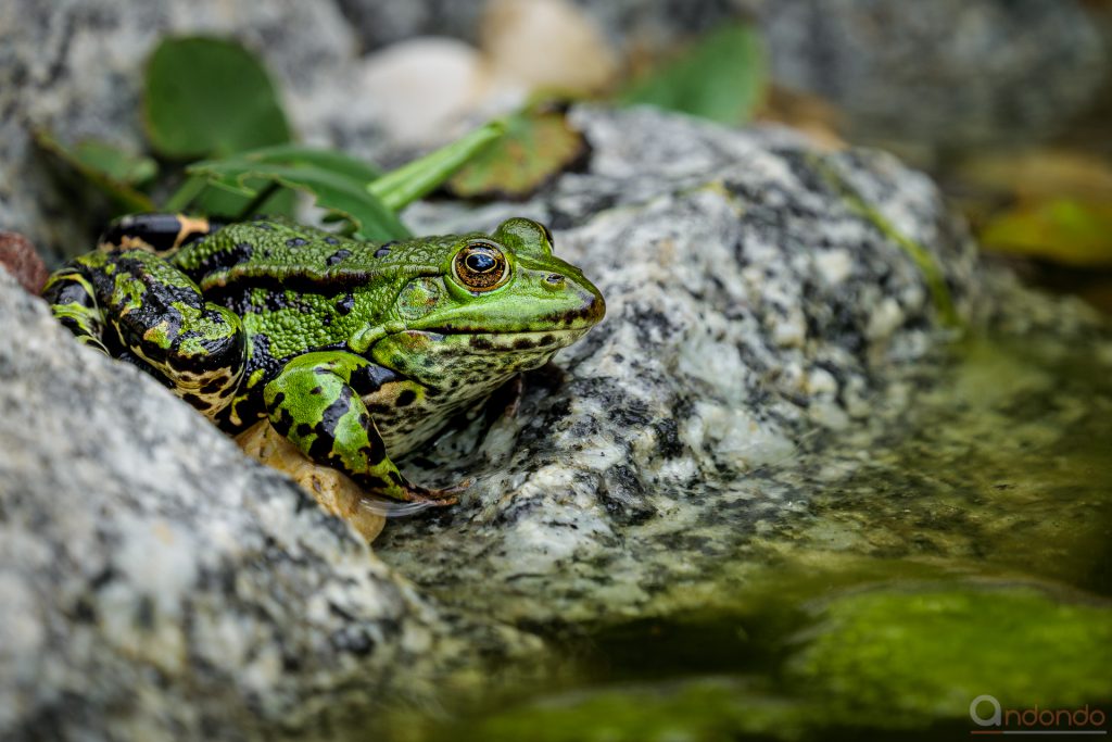 Teichfrosch