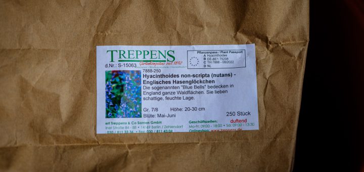 Hasenglöckchen verpflanzte Sorte