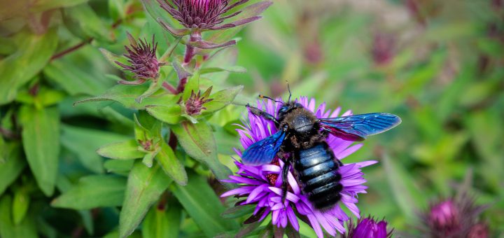 Blaue Holzbiene