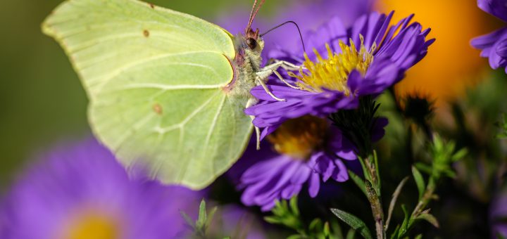 Zitronenfalter an Herbstaster