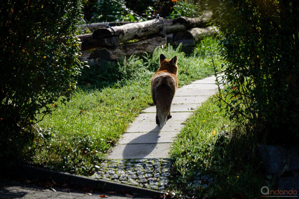 Fuchs läuft davon