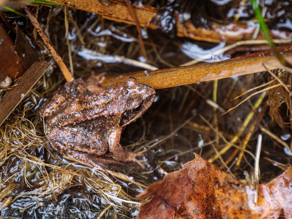 Grasfrosch im alten "Gartenteich"