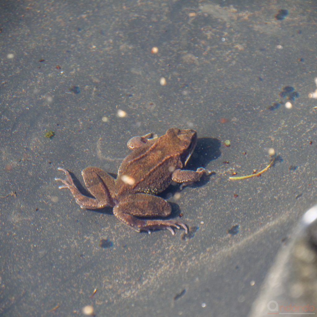 Grasfrosch kann es nicht abwarten