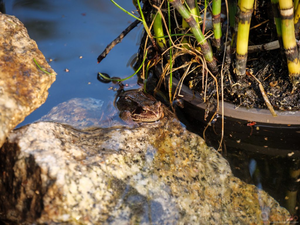 Grasfrosch 