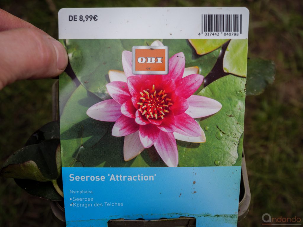 Seerose Attraction