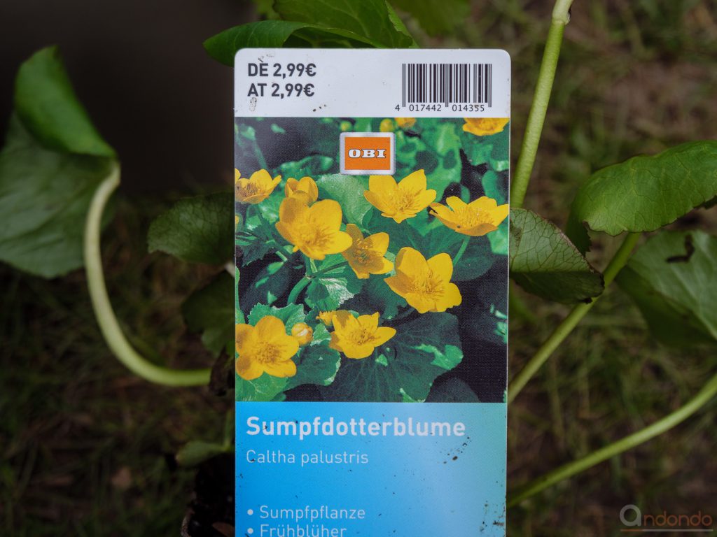 Sumpfdotterblume