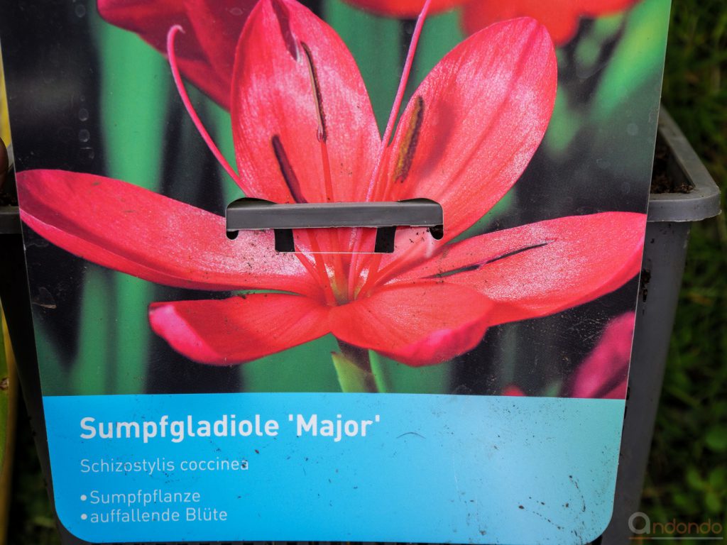 Sumpfgladiole