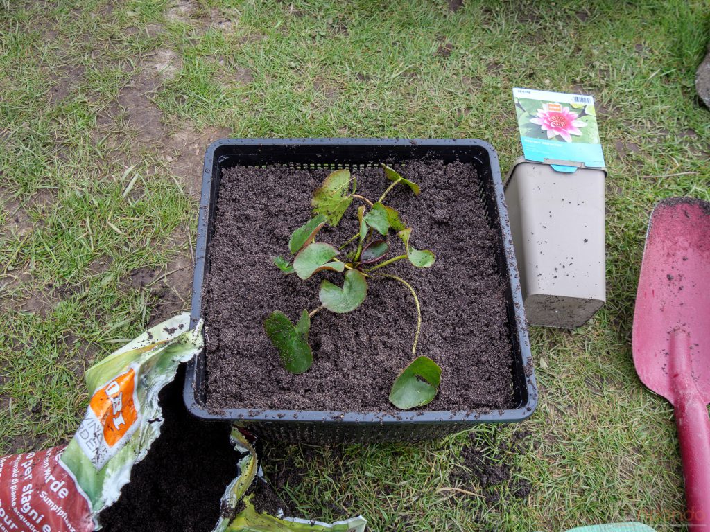 Seerose eingepflanzt