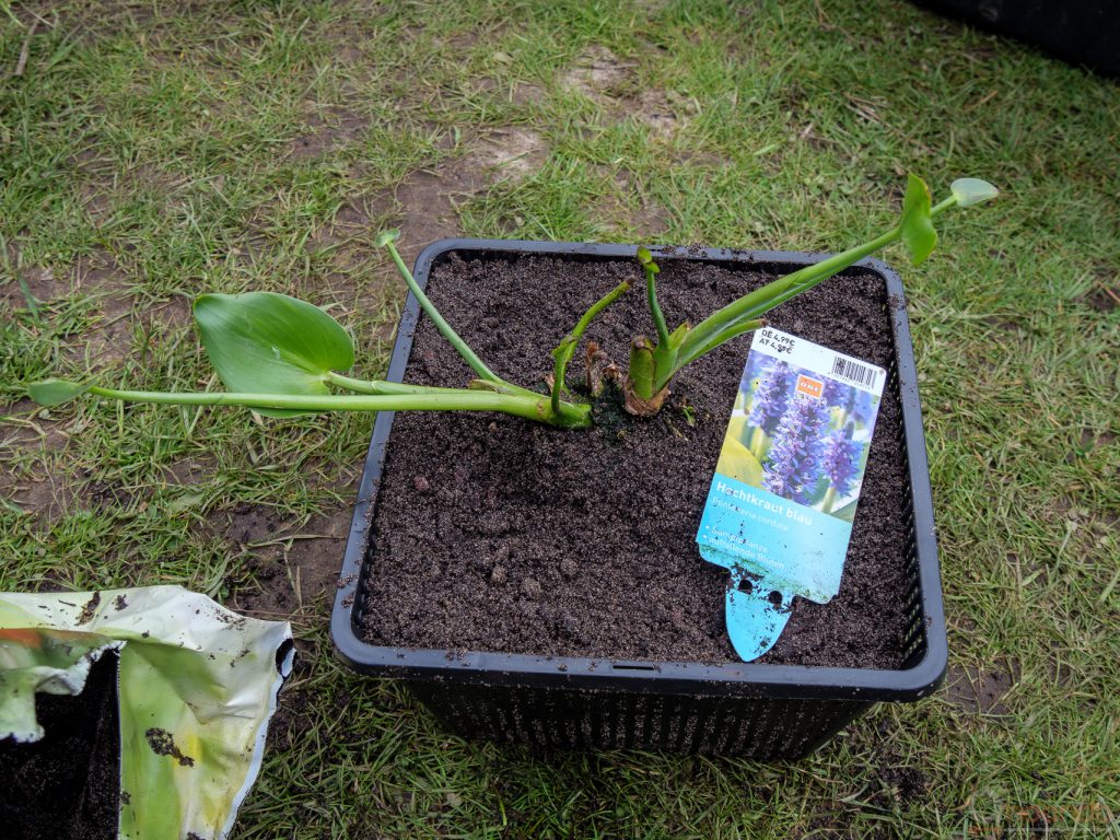 Hechtkraut eingepflanzt