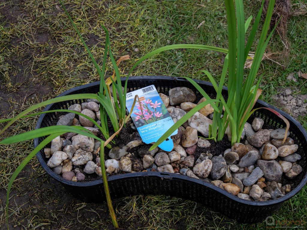 Sumpfgladiole eingepflanzt