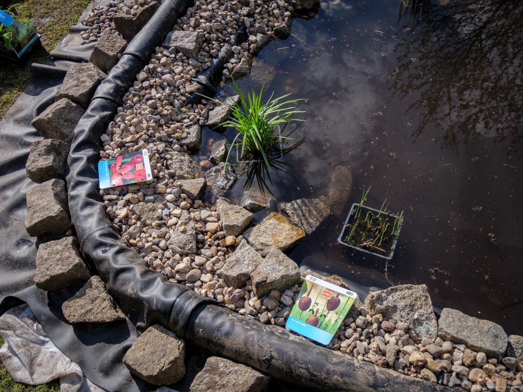 Sumpfgladiole und Zwergrohrkolben einsetzen