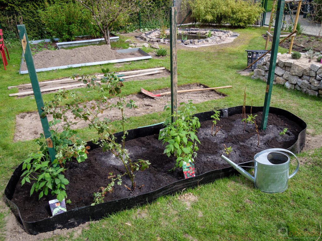 Beerenbeet fertig bepflanzt und Rankhilfe eingebaut