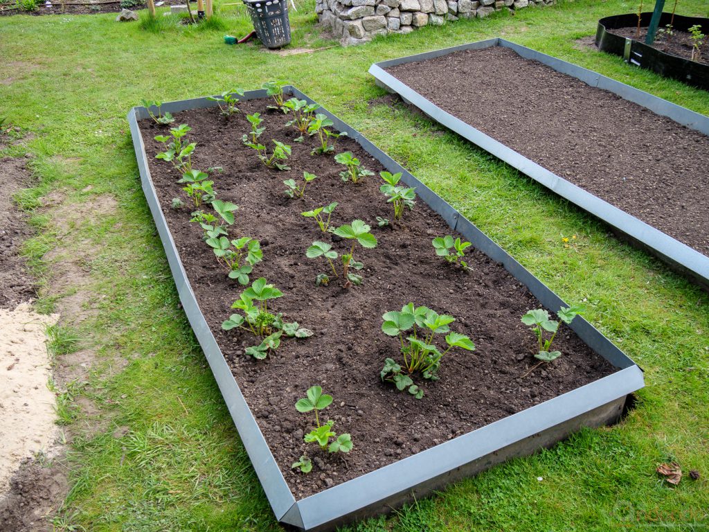 Erdbeeren sind umgezogen