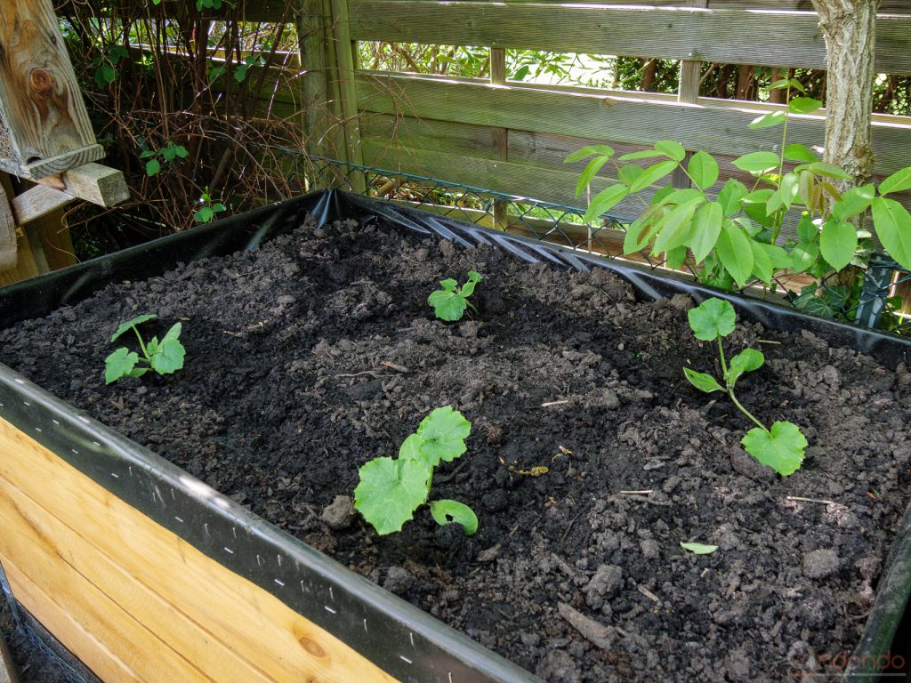 Zucchinipflanzen im zweiten Hochbeet