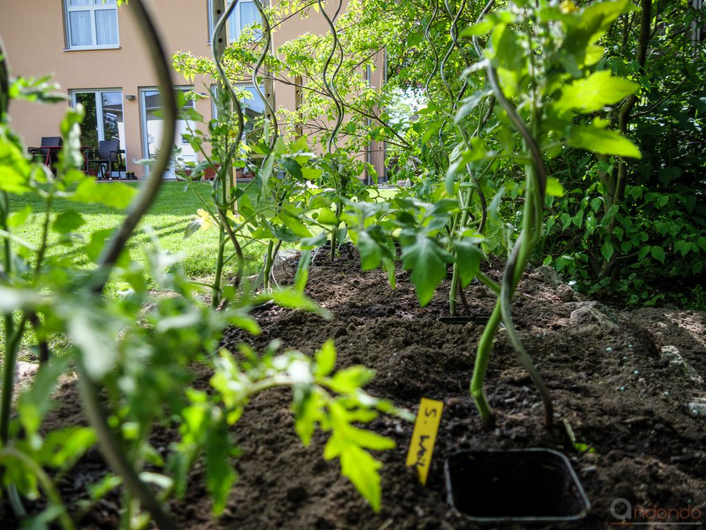 Tomatenpflanzen