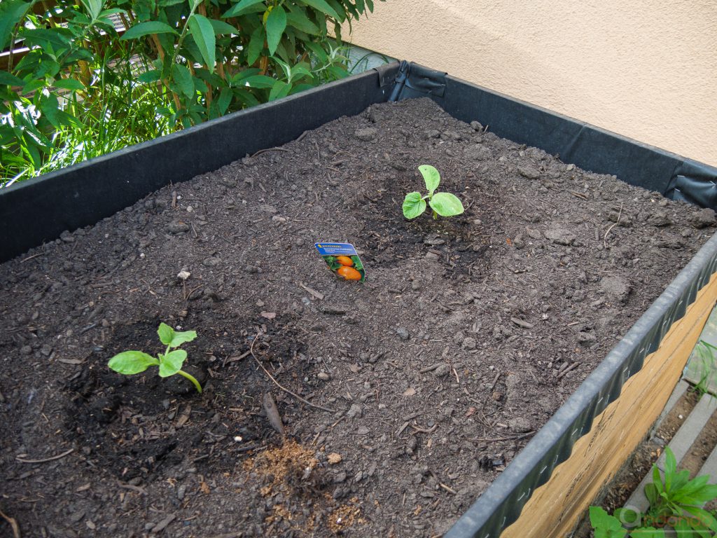 Kürbispflanzen im Hochbeet am Gewächshaus