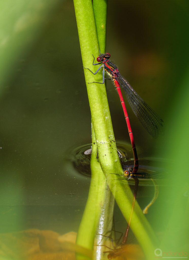 Päärchen Adonslibellen bei der Eiablage