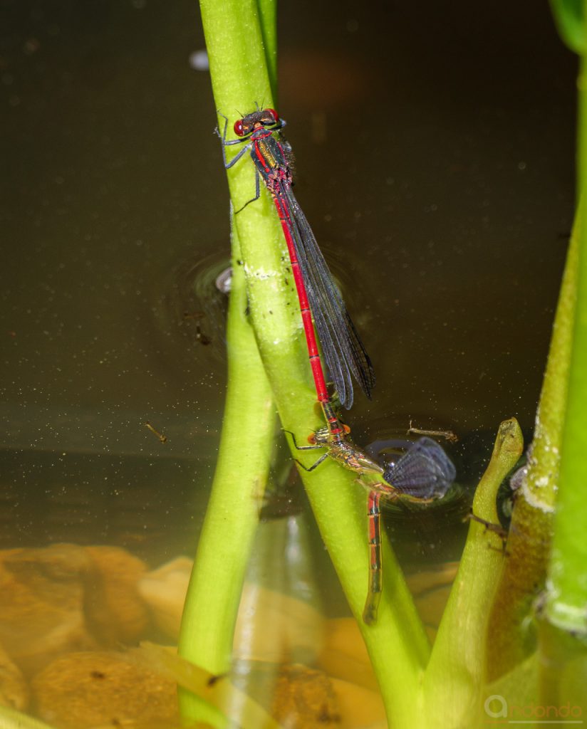 Päärchen Adonslibellen bei der Eiablage