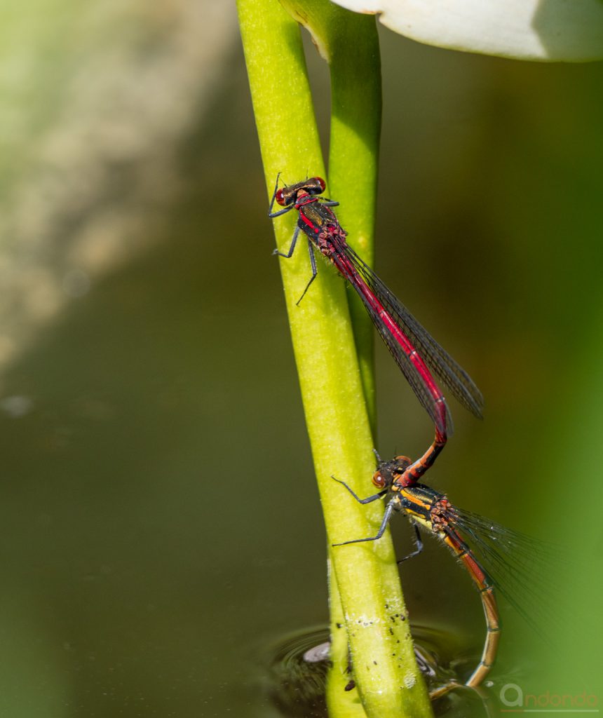 Päärchen Adonslibellen bei der Eiablage