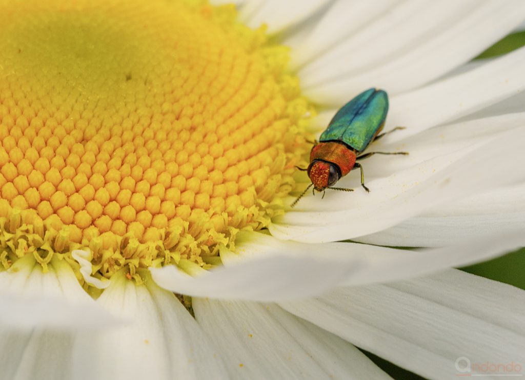 Glänzender Blütenprachtkäfer - Anthaxia nitidula - Weibchen