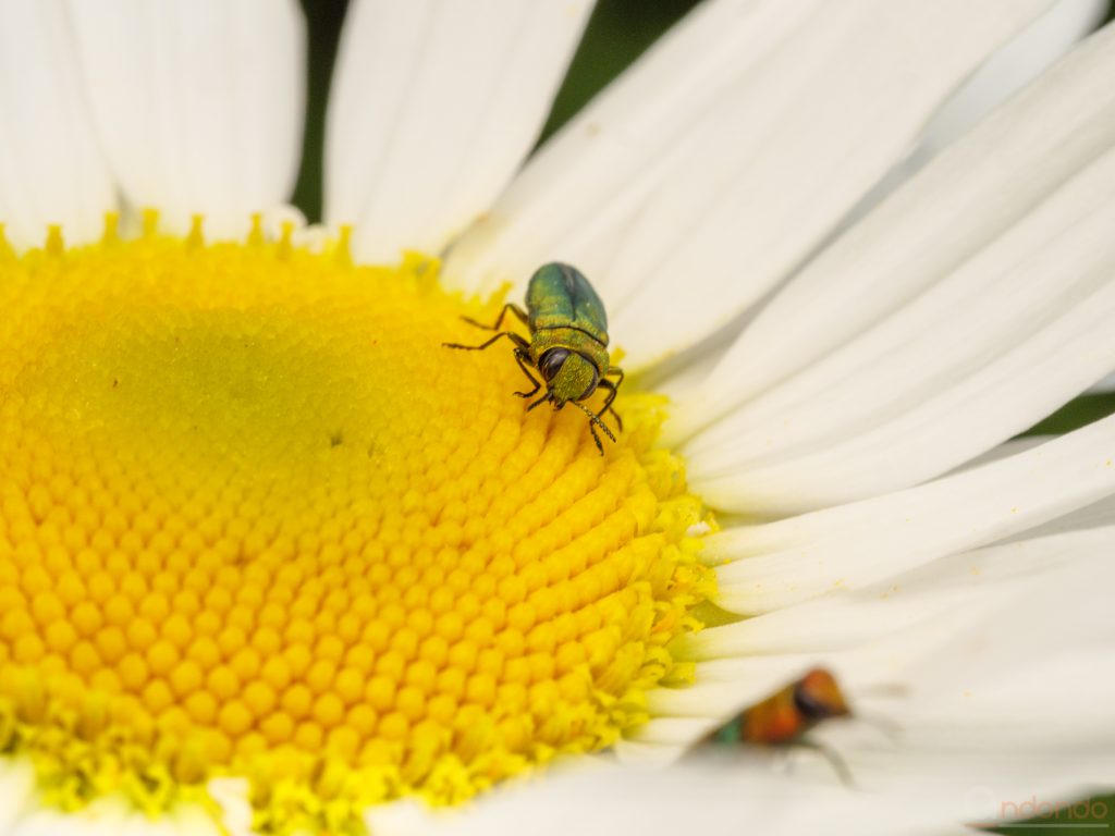 Glänzender Blütenprachtkäfer - Anthaxia nitidula