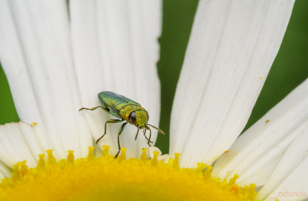 Glänzender Blütenprachtkäfer - Anthaxia nitidula