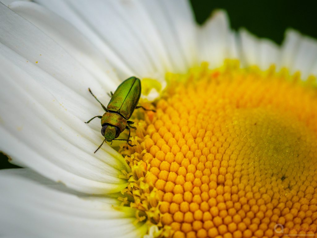 Glänzender Blütenprachtkäfer - Anthaxia nitidula