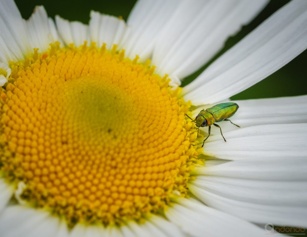 Glänzender Blütenprachtkäfer - Anthaxia nitidula