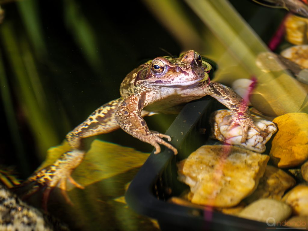 Grasfrosch im Teich