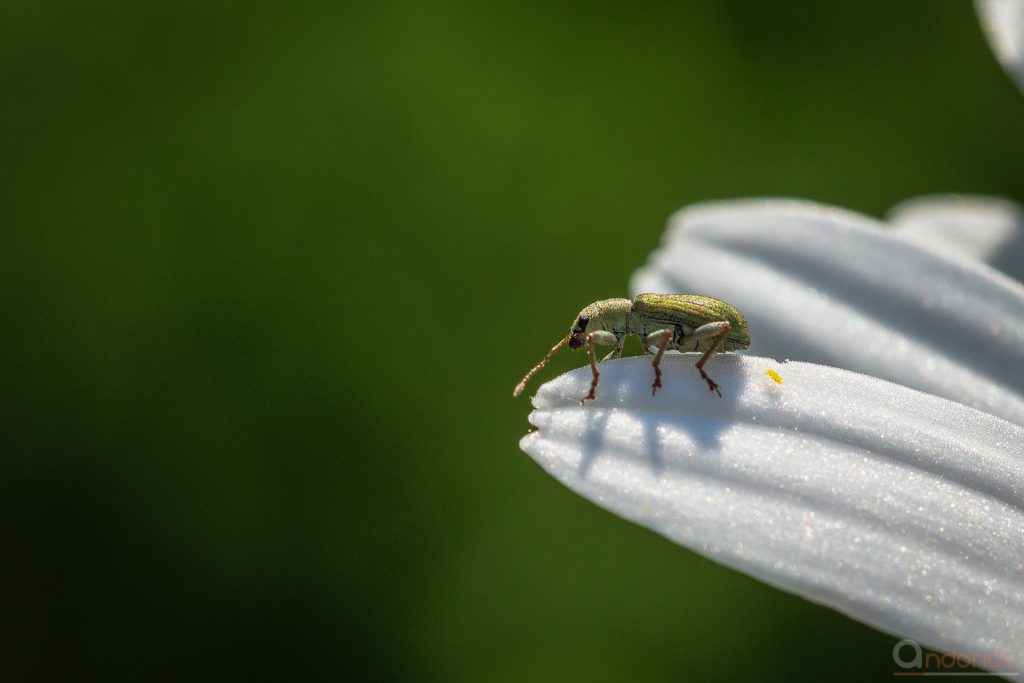 Silberner Grünrüssler (Phyllobius argentatus)