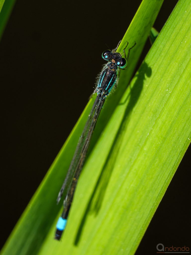 Grosse Pechlibelle (Ischnura elegans, Männchen)