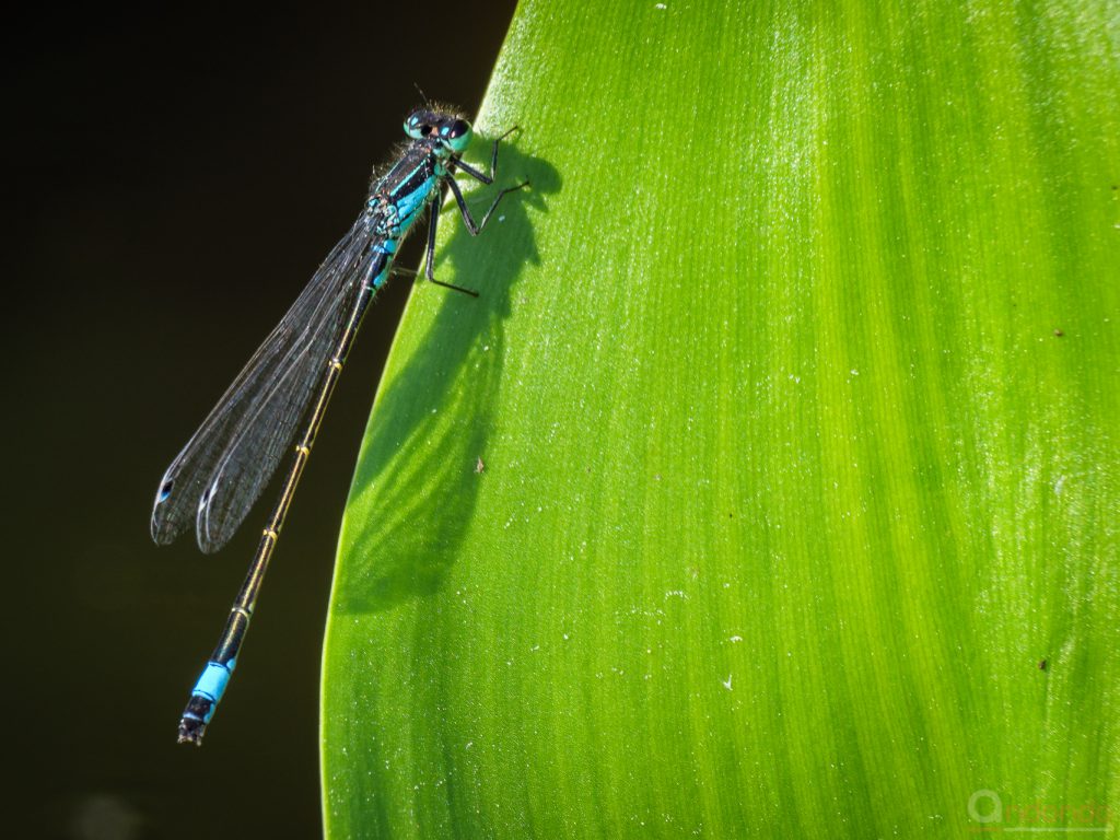 Grosse Pechlibelle (Ischnura elegans, Männchen)